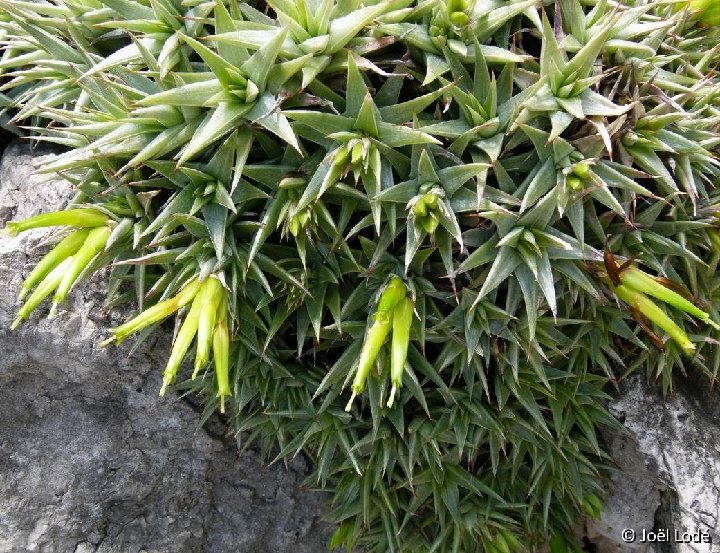 Abromeitiella brevifolia JEM P1060481